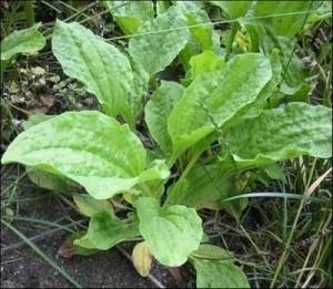 PLANTA MEDICINAL LLANTÉN 50 G