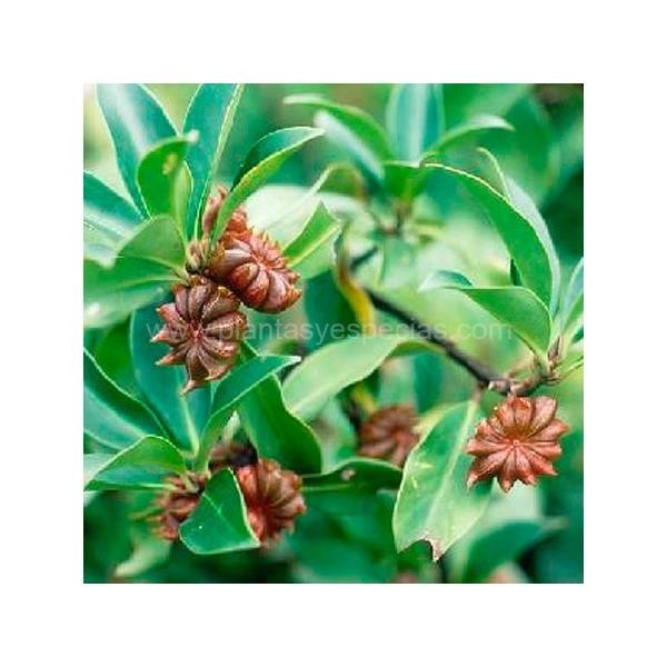 PLANTA MEDICINAL ANIS ESTRELLADO 80 G