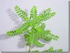 PLANTA ROMPEPIEDRA 40 G