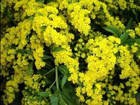 PLANTA VARA DE ORO 40 G