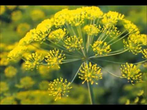 PLANTA MEDICINAL ENELDO 50 G