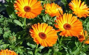 PLANTA MEDICINAL CALENDULA  30 G
