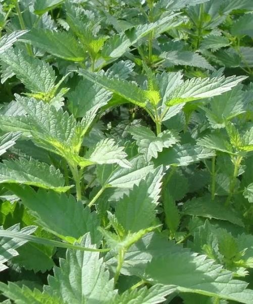 PLANTA MEDICINAL ORTIGA BLANCA 30 G