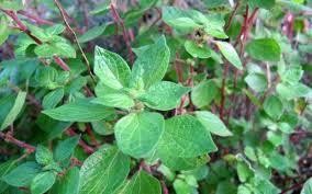 PLANTA PARIETARIA 30 G